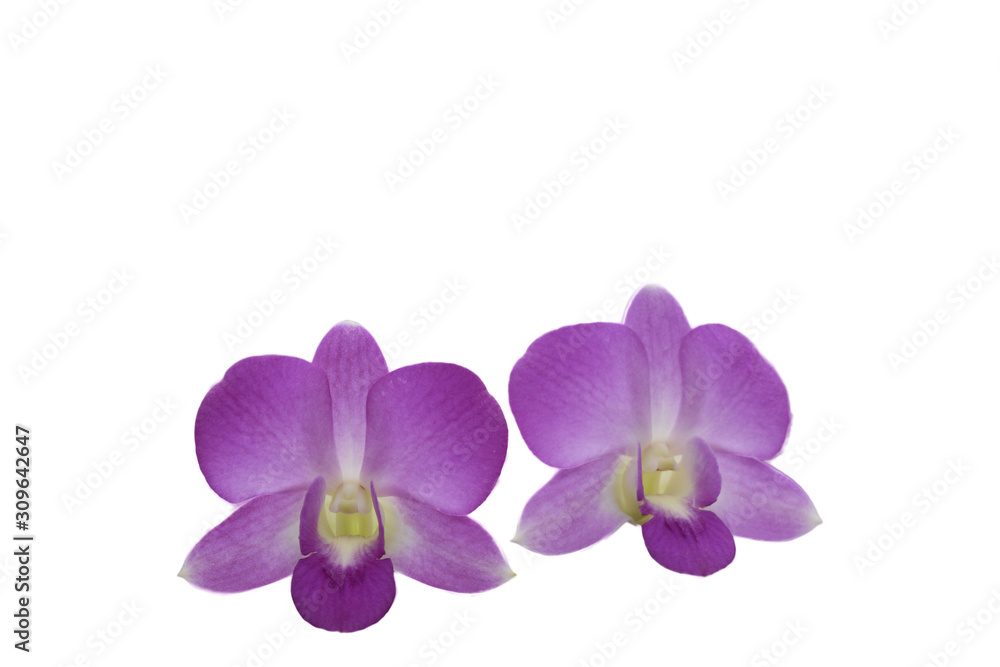 Obraz premium light purple orchid flowers isolated on a white background.