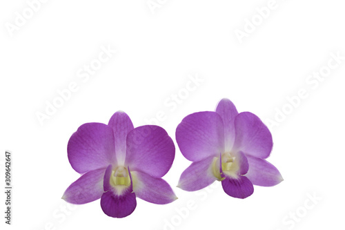 light purple orchid flowers isolated on a white background.