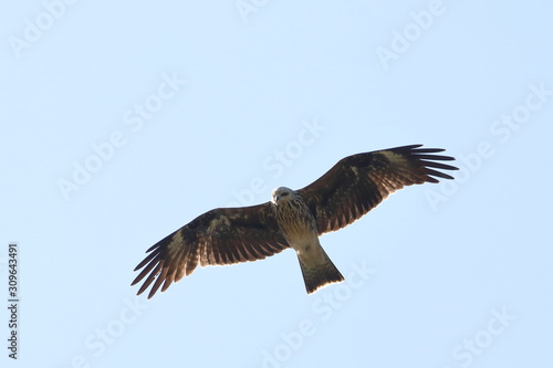 black kite