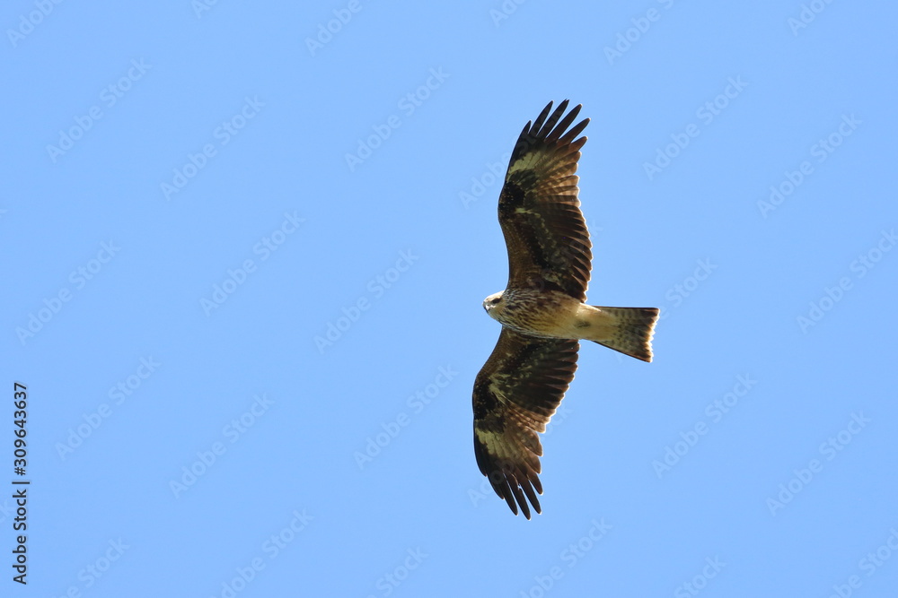 Obraz premium black kite