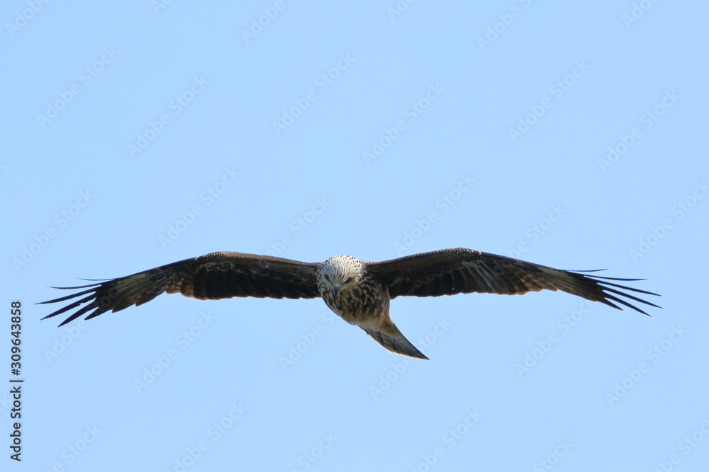 Obraz premium black kite