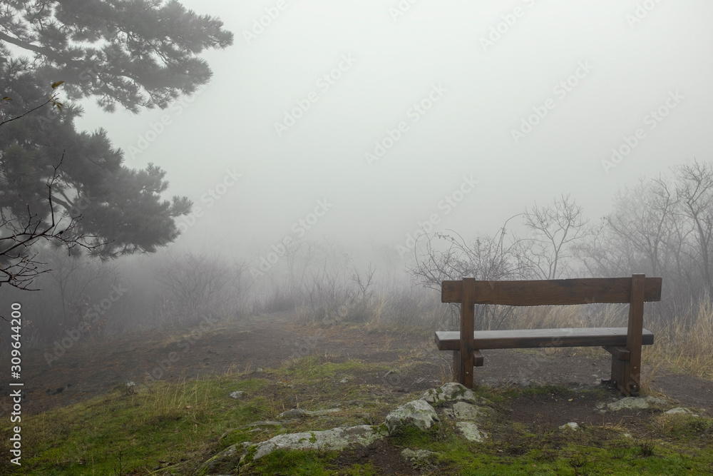Wooden bench in a rainy and foggy forest with bushes
