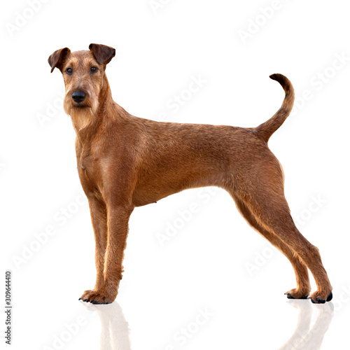 irish terrier dog standing on white background photo