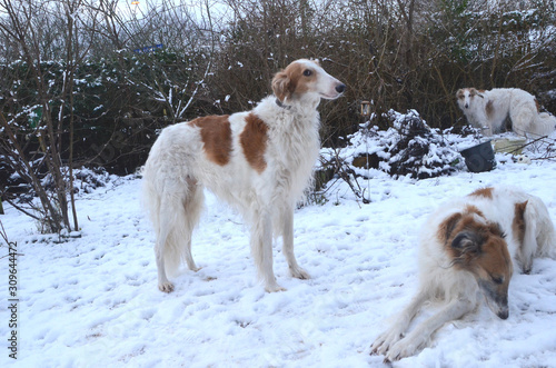 Noble Borzoi dog stands in a snowy garden with two other borzois around