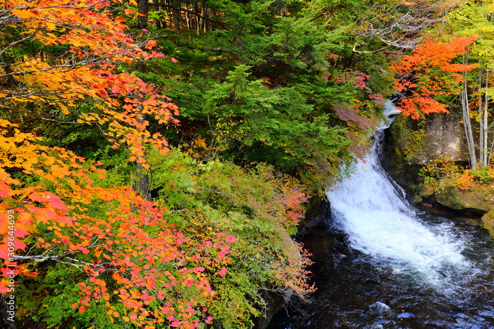 Body of water, Nature, Maple leaf