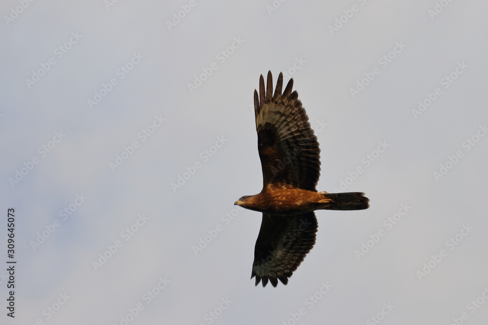 Fototapeta premium raptor