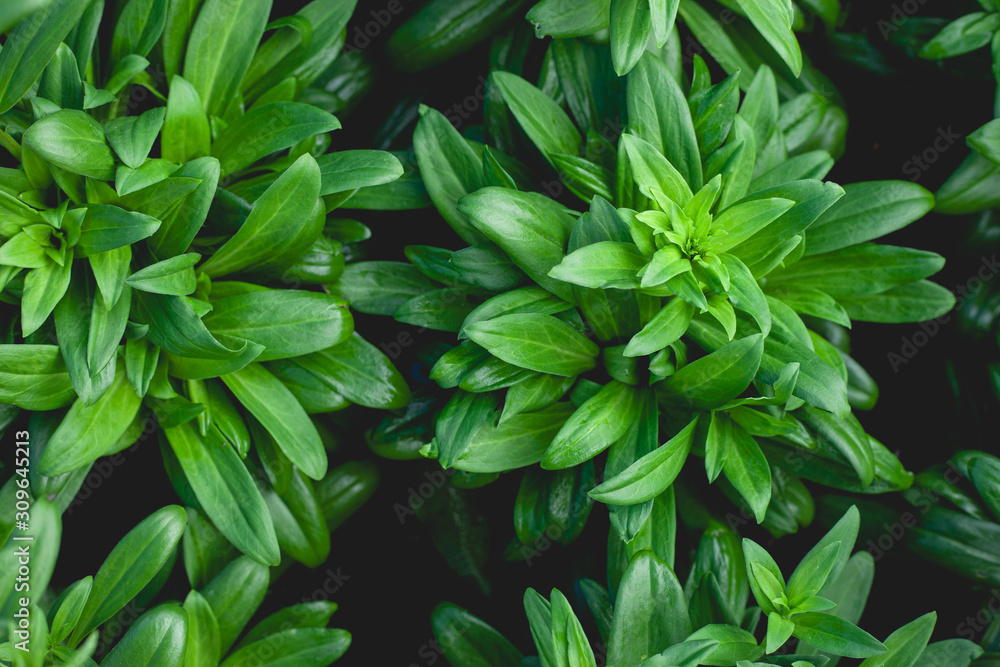abstract green leaves texture, nature background, dark tone wallpaper abstract green leaves texture, nature background, dark tone wallpaper
