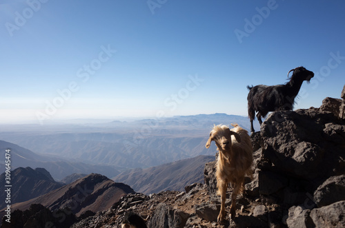 goats in the Toubkal mountain 