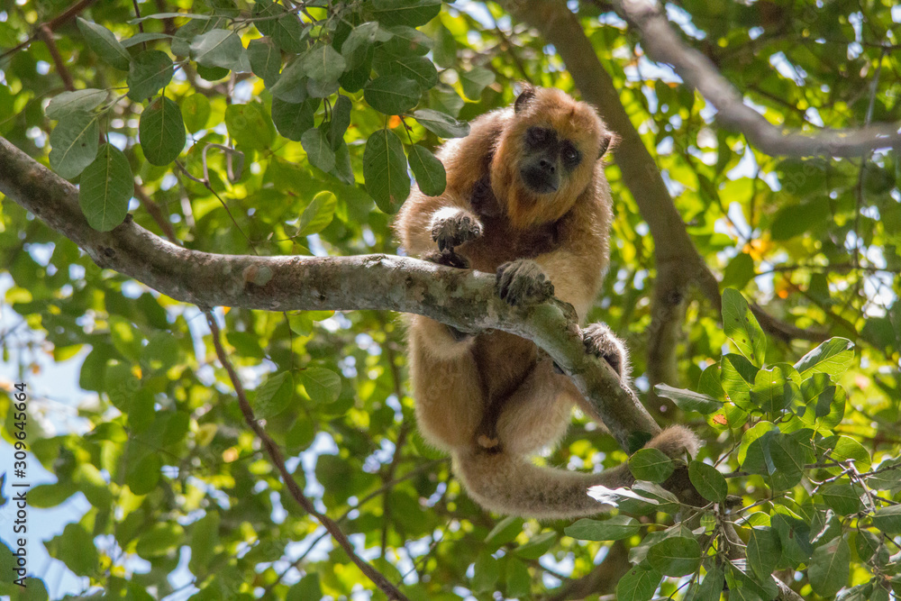 Fototapeta premium Black and gold howler monkey in the tree, Pantanal, Brazil, South America
