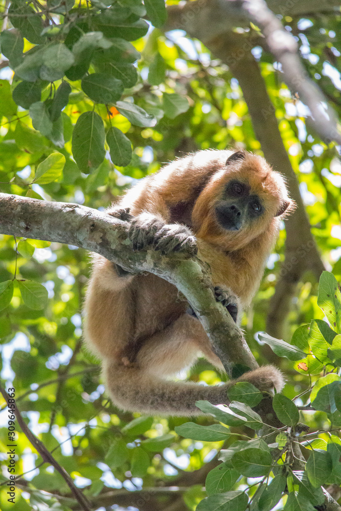 Obraz premium Black and gold howler monkey in the tree, Pantanal, Brazil, South America