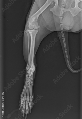 X-ray of a hind leg of the dog photo