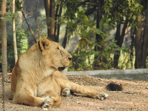 A lioness wakes up with the first rays of sunlight in the Londolozi private game reserve next to Kruger National Park, South Africa 