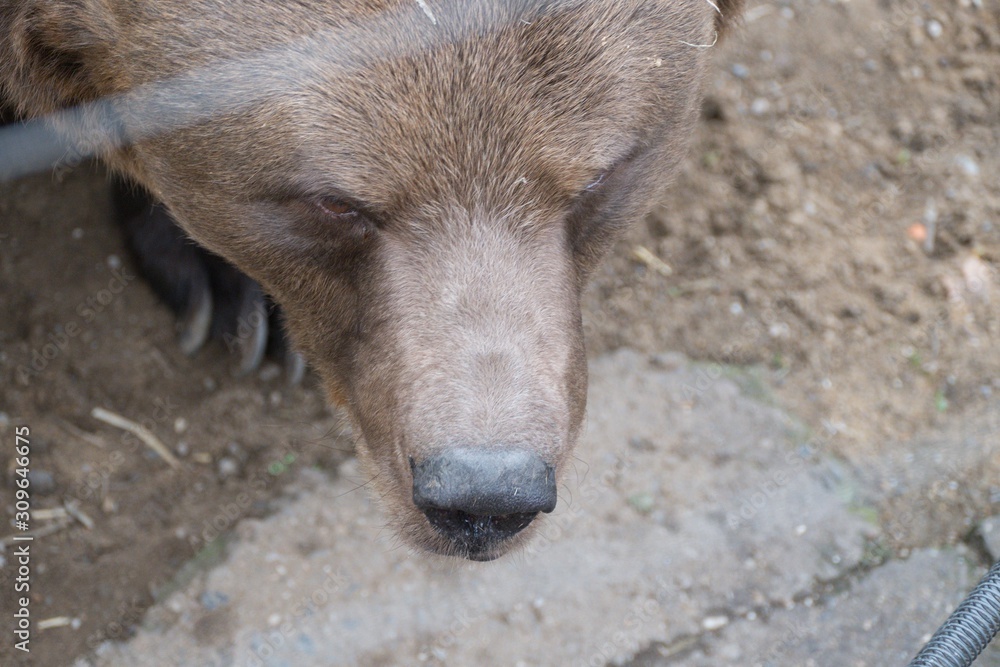 a brown bear living in a zoo