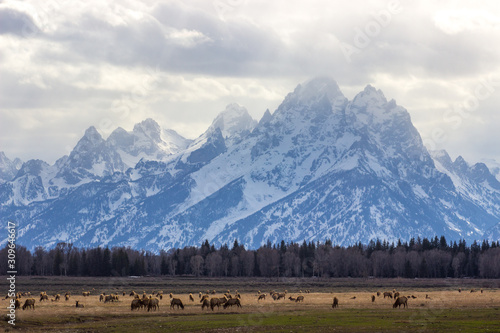 Spring Grand Teton Elk Herd