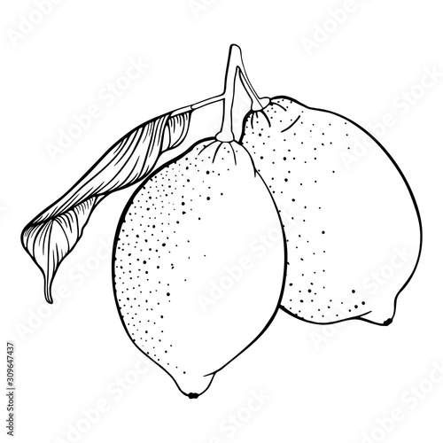 Two lemons on a branch. Set of fresh citrus fruits. Leaf, lime. Hand draw sketch. Vector illustration isolated on a white background. Design elements. Black and white line art. Coloring page book.