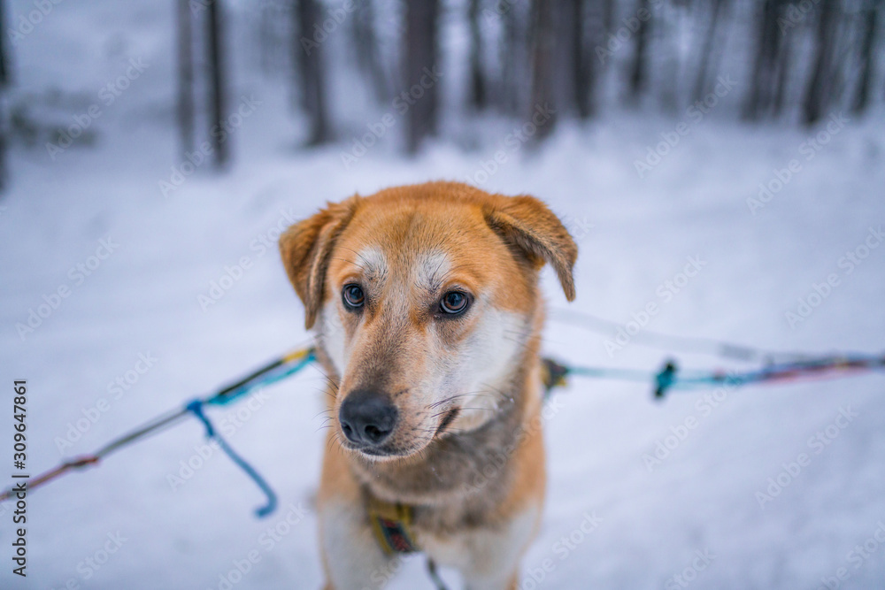 Husky dogs for husky sleigh in a husky farm in winter snowfield in Finland, northern Europe Husky dogs for husky sleigh in a husky farm in winter snowfield in Finland, northern Europe