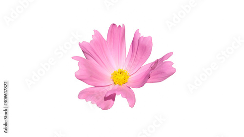 pink cosmos flower isolated on white background