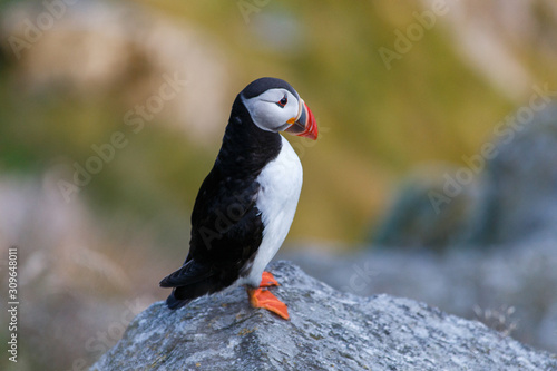 Atlantic puffin sits on a rock in Norway