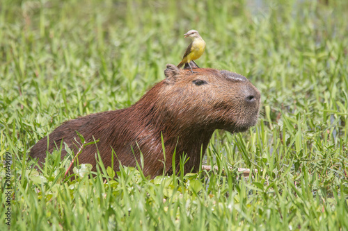 Capybara with a bird on the head in the Pantanal, Brazil, South America