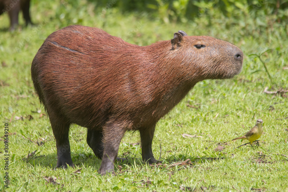 Capybara in the Pantanal, Brazil, South America Capybara in the Pantanal, Brazil, South America