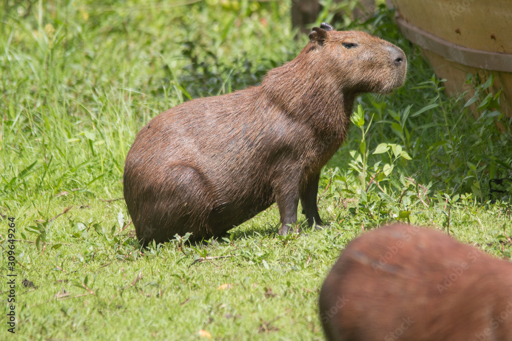 Capybara in the Pantanal, Brazil, South America Capybara in the Pantanal, Brazil, South America