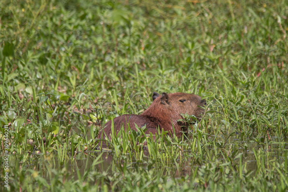 Capybara in the Pantanal, Brazil, South America Capybara in the Pantanal, Brazil, South America