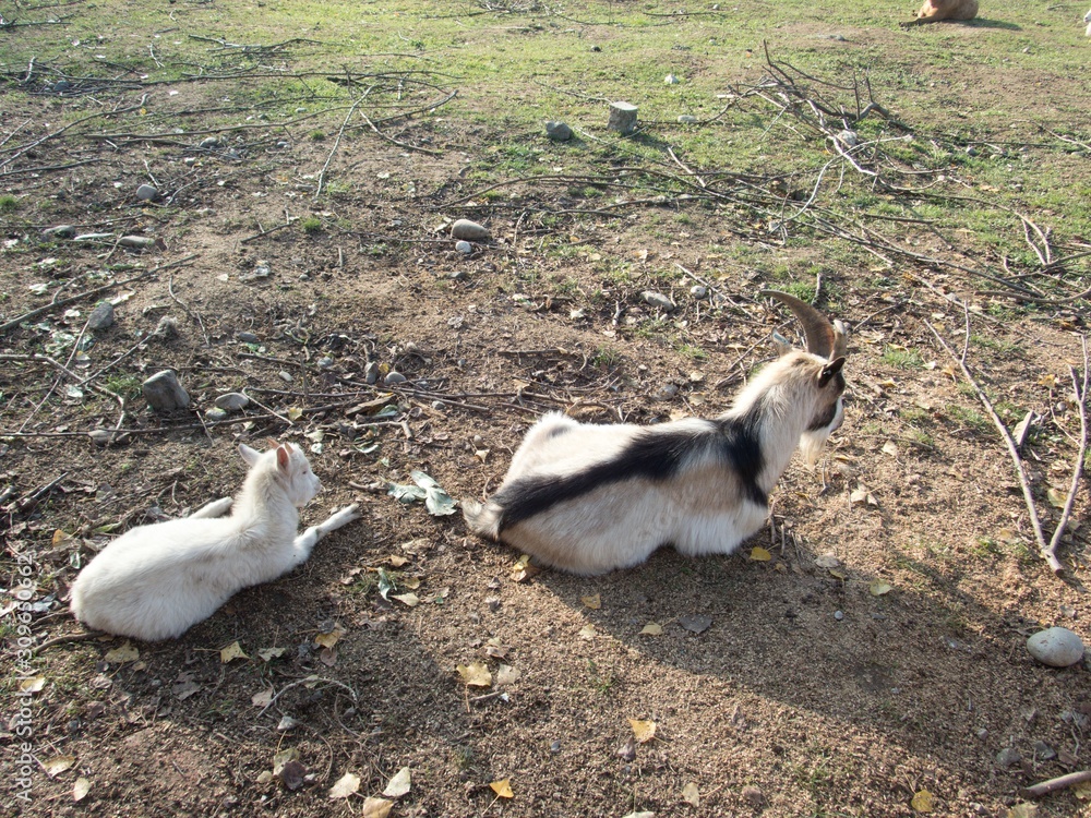 Fototapeta premium herd of goats in a farmland