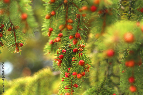 Forest fruits