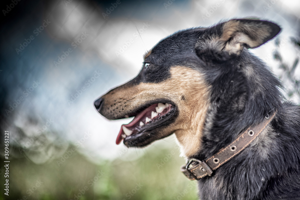 Watchdog in the grass. Photographed in retro style. Watchdog in the grass. Photographed in retro style.