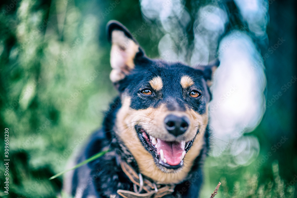 Watchdog in the grass. Photographed in retro style. Watchdog in the grass. Photographed in retro style.