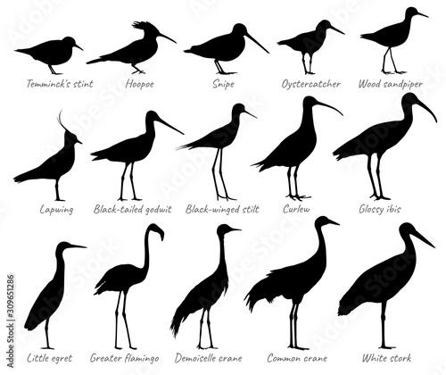 Water birds and birds of fields. Silhouettes vector collection. photo