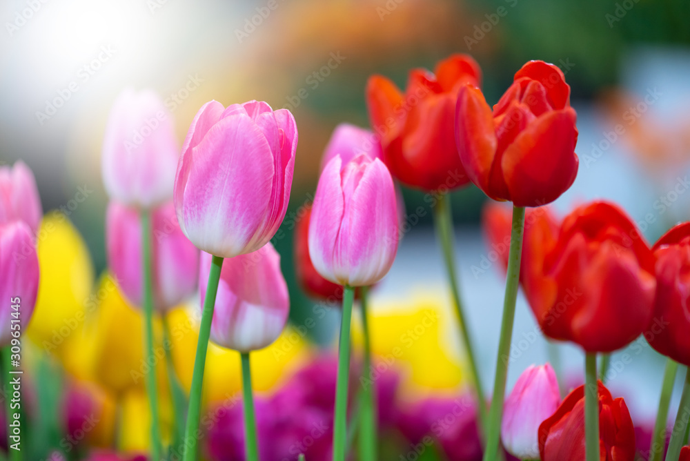pink and red tulip , group of fresh tulips flower