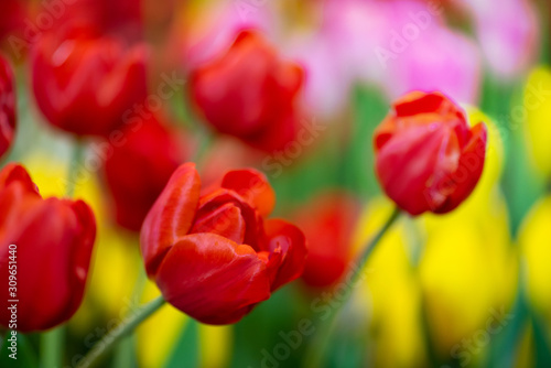 Fototapeta Naklejka Na Ścianę i Meble -  red tulip , group of fresh tulips flower