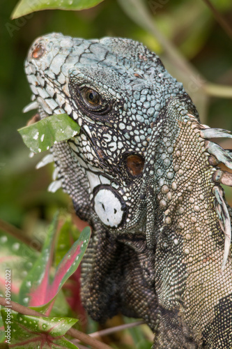 Green Iguana in the bush eating leaves  Amazonas region  Brazil  South America