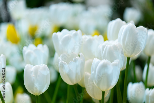 white tulip   group of fresh tulips flower
