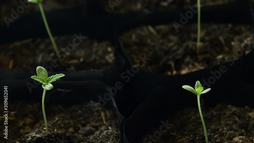 Male hand holding hand plantation seed. Professional growing of seedlings inside, Hemp plant grows. Cannabis seedlings germination and grow on dark soil background