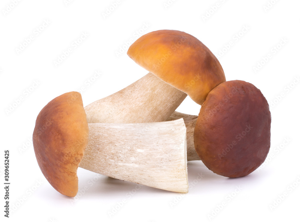 Big Boletus Edulis Mushroom isolated on white background close up Big Boletus Edulis Mushroom isolated on white background close up