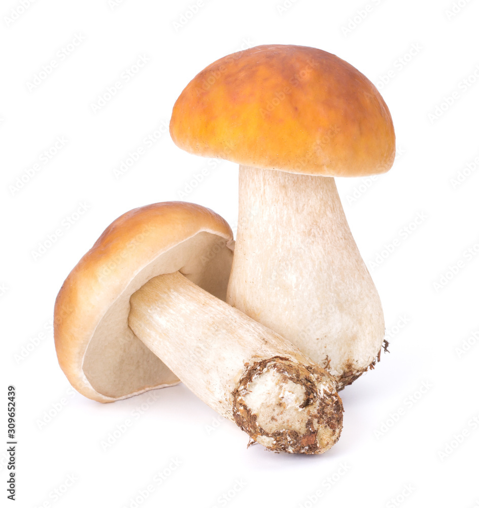 Big Boletus Edulis Mushroom isolated on white background close up Big Boletus Edulis Mushroom isolated on white background close up