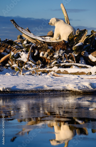 Male Polar bear with eyes closed on the whale bone pile on Barter Island Kaktovik Alaska