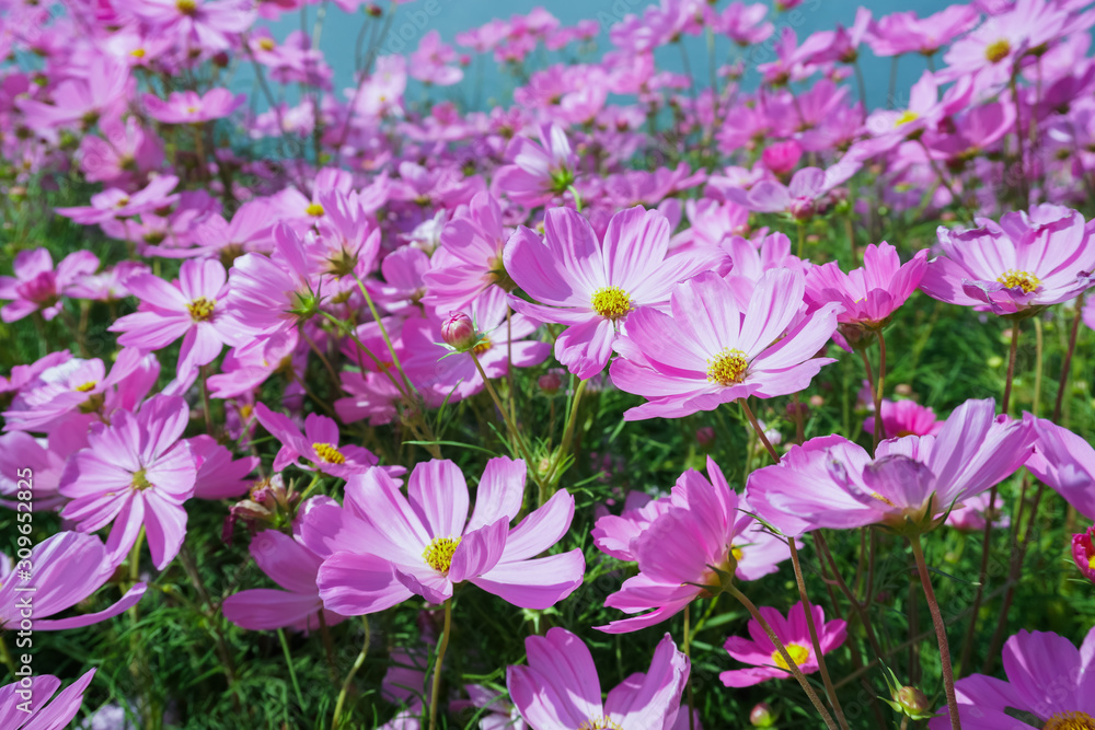 Fototapeta premium violet cosmos flower blooming in spring season , sweet tone