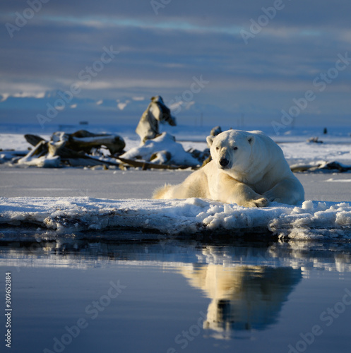 Male polar bear lying on Barter Island with reflection in Kaktovik Lagoon Alaska and whale bones and mountains © Reimar