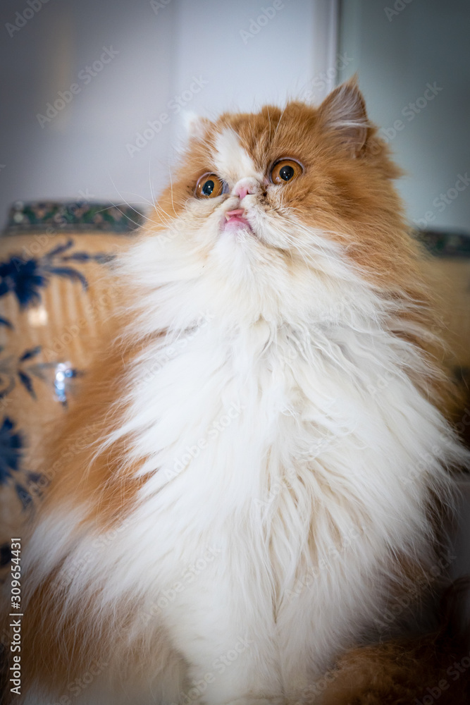 Ritratti di gatti persiani