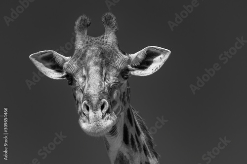 Giraffe in the Masai Mara