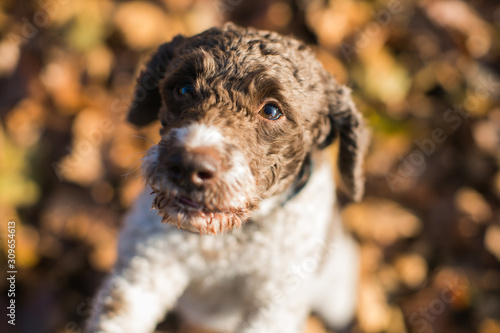 lagotto romagnolo dog with yellow leaves in the background photo