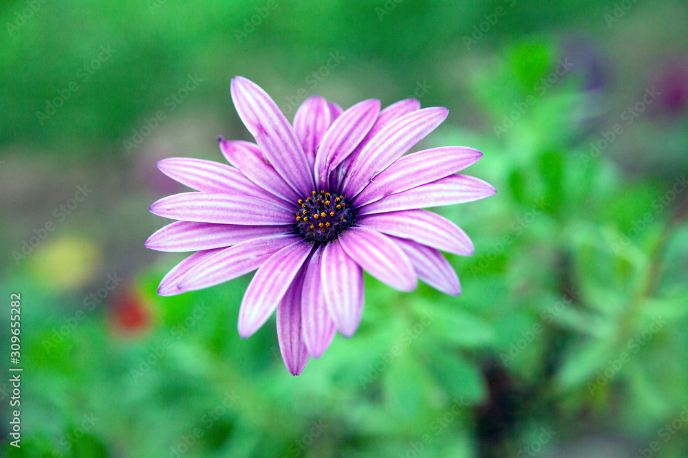 purple flower with green backround purple flower with green backround