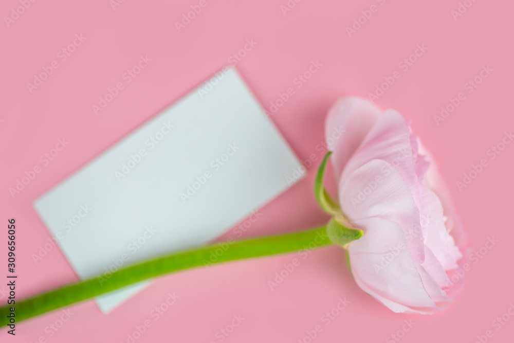 delicate pink rose on a pink background. soft focus