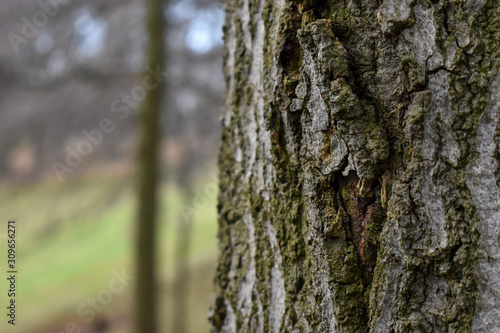 Tree trunk with clear bark detail and a blurred woodland in the background