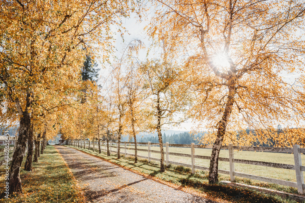 Birch tunnel. Farm entrance from Autumn trees. Autumn landscape in rural areas. Open entrance with road during golden Autumn in rural countryside. White wooden fences on both sides of drive. Birch tunnel. Farm entrance from Autumn trees. Autumn landscape in rural areas. Open entrance with road during golden Autumn in rural countryside. White wooden fences on both sides of drive.