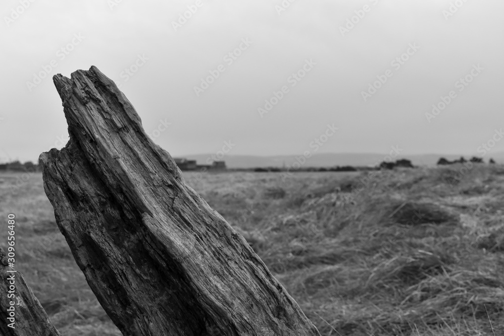 A landscape view of deadwood in a skyline back and white