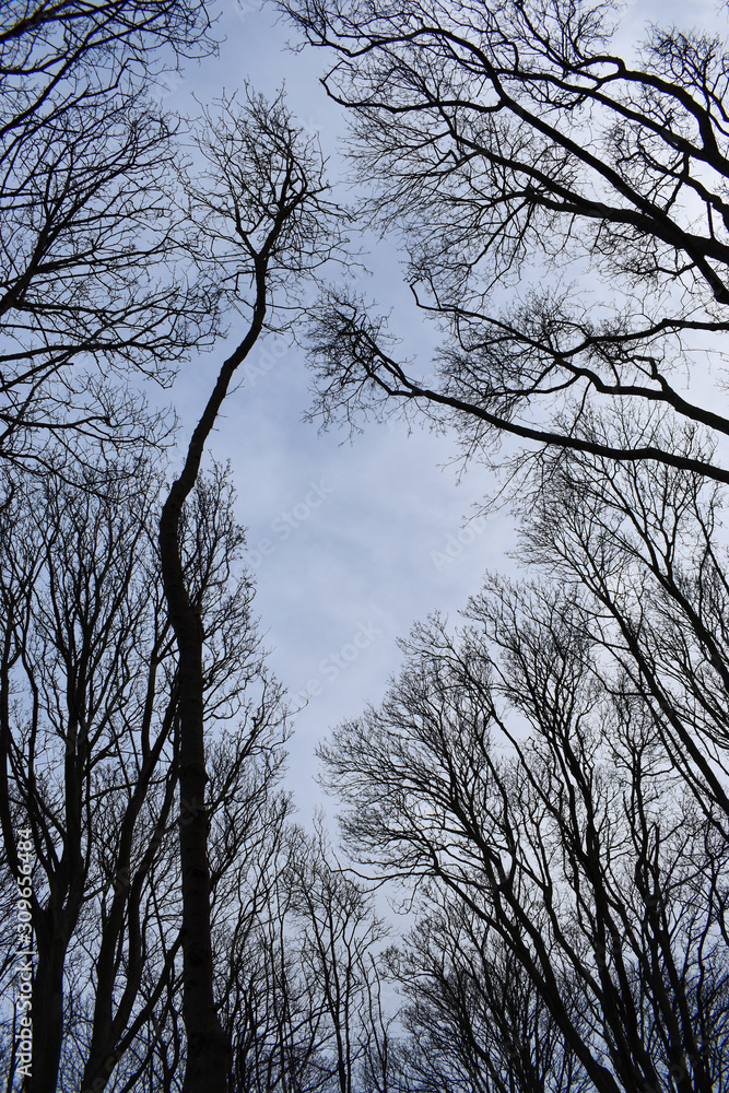 A worms eye view of an Irish woodlands tree canopy A worms eye view of an Irish woodlands tree canopy